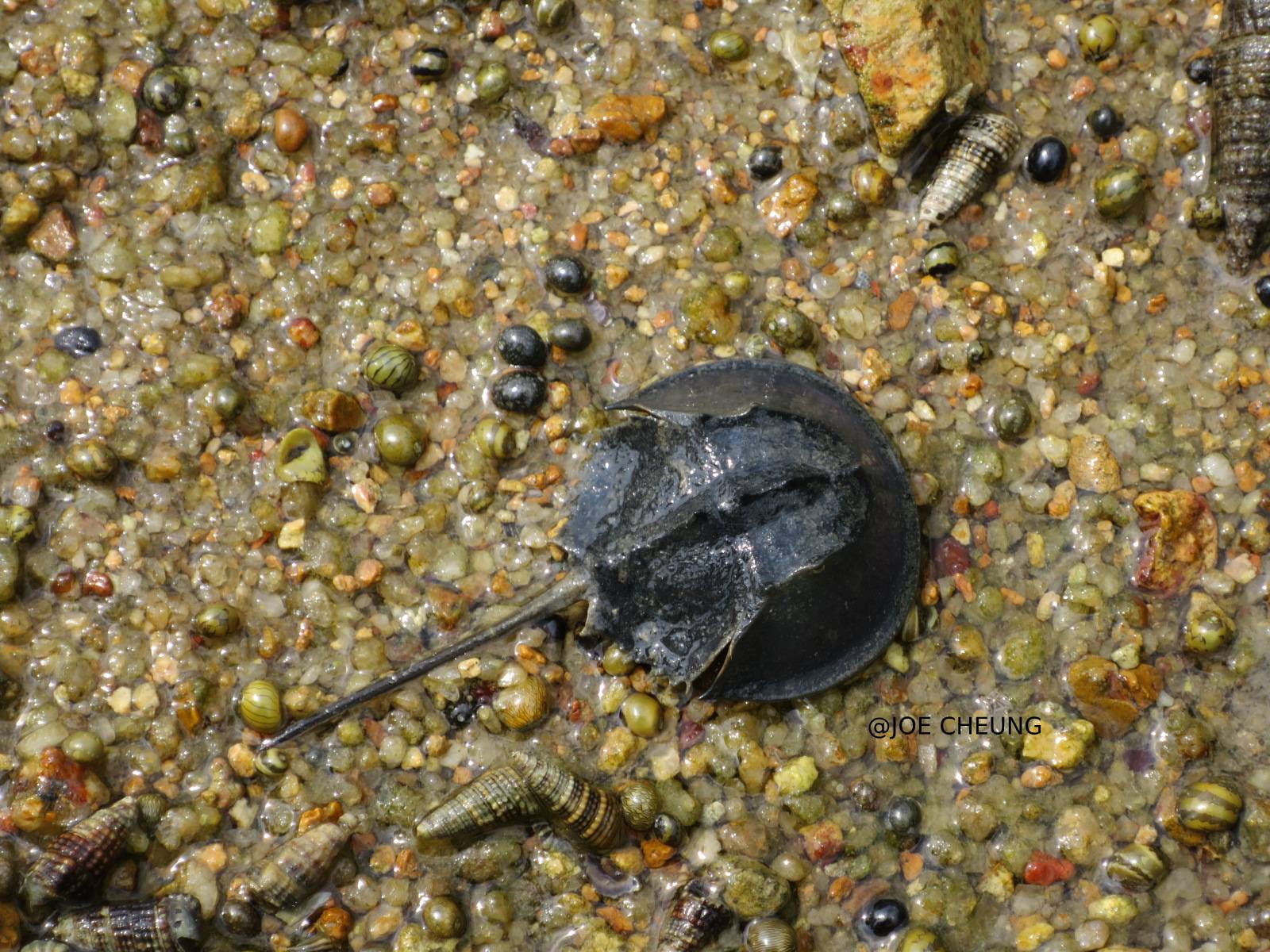 A talk on our "living fossil" horseshoe crab in Hong Kong OPCFHK